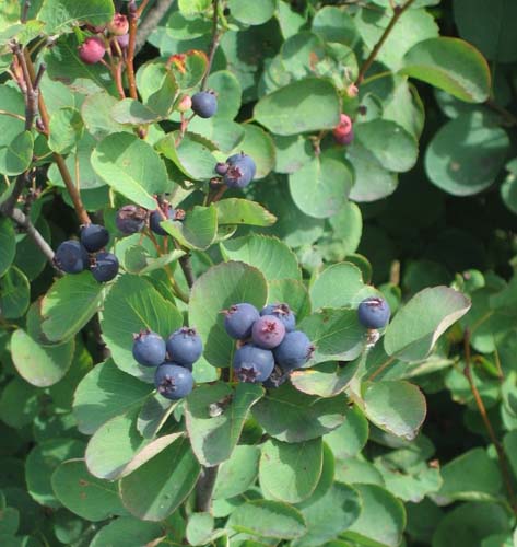Amelanchier alnifolia 'Smoky' Amelanchier alnifolia 'Smoky'