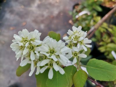 Amelanchier alnifolia 'Thiessen' Amelanchier alnifolia 'Thiessen'