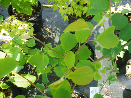 Amelanchier alnifolia