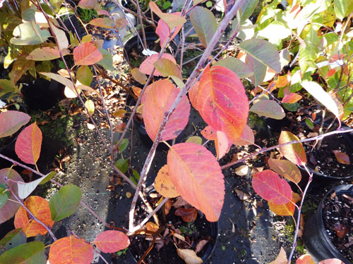 Amelanchier canadensis 'Prince William' Amelanchier canadensis 'Prince William'