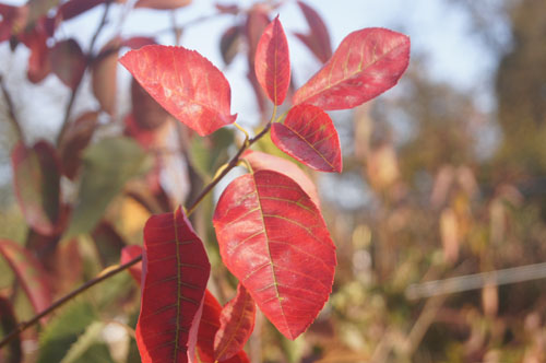 Amelanchier lamarckii