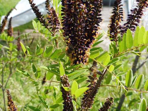 Amorpha herbacea