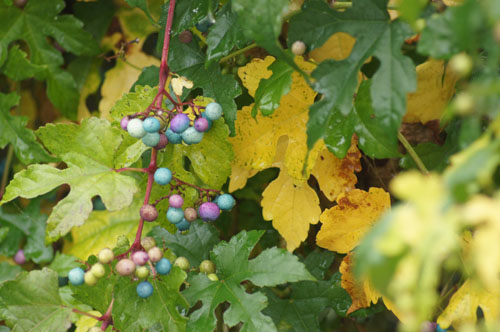 Ampelopsis aconitifolia