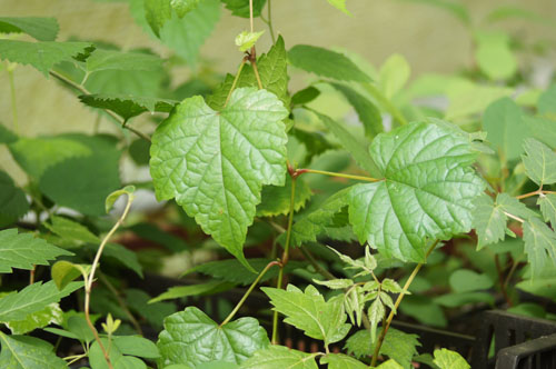 Ampelopsis brevipedunculata Ampelopsis brevipedunculata