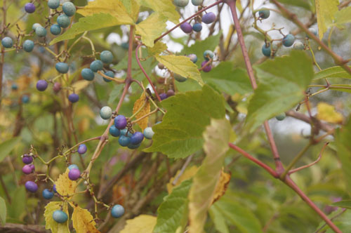 Ampelopsis maximowiczii