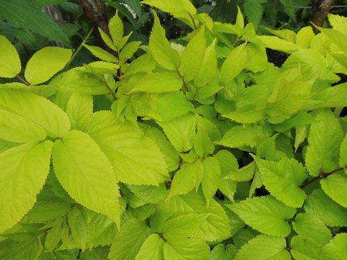 Aralia cordata 'Sun King' Aralia cordata 'Sun King'