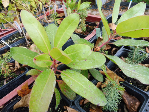 Arbutus menziesii