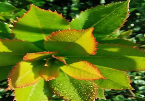 Arbutus unedo 'Compacta' Arbutus unedo 'Compacta'