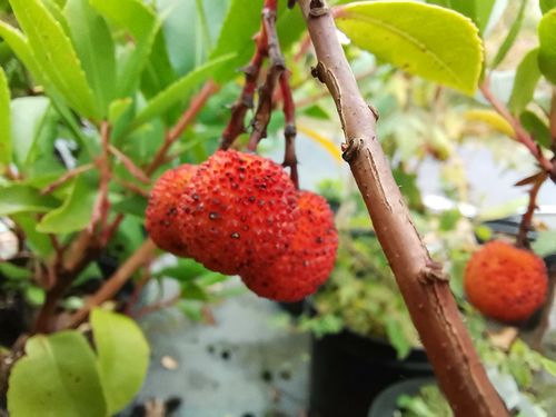 Arbutus unedo f.rubra