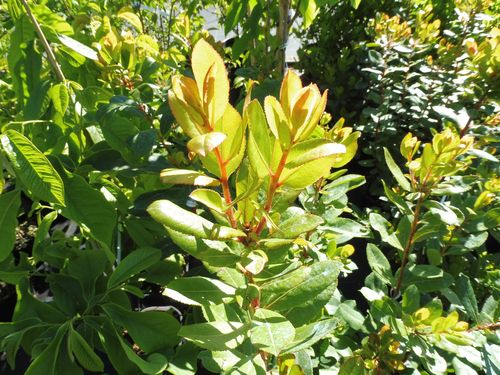 Arbutus unedo Arbutus unedo