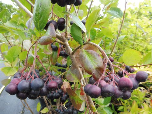 Aronia arbutifolia 'Brilliant'