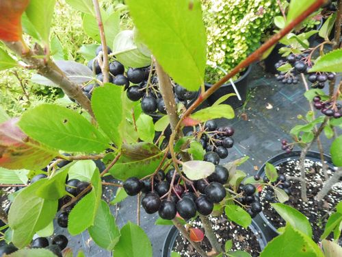 Aronia arbutifolia