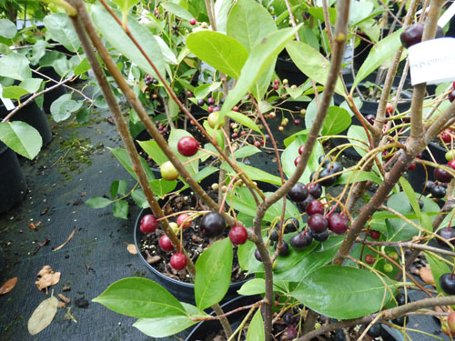 Aronia prunifolia 'Hugin'