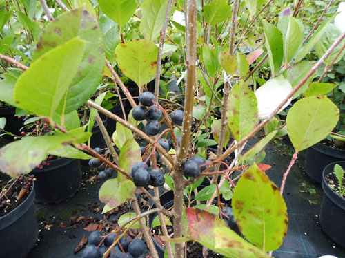 Aronia prunifolia 'Viking' Aronia prunifolia 'Viking'