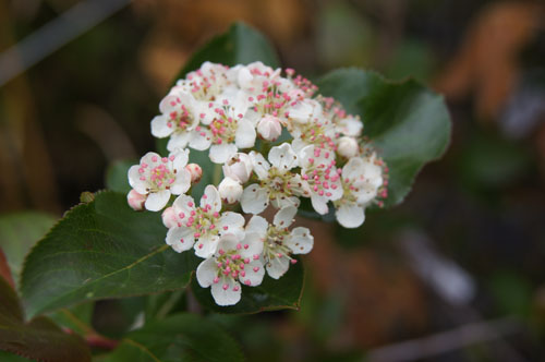 Aronia prunifolia 'Nero'
