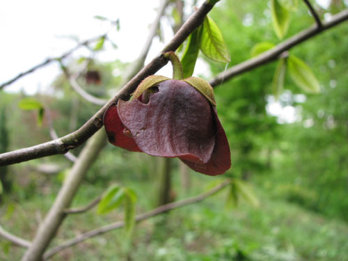 Asimina triloba