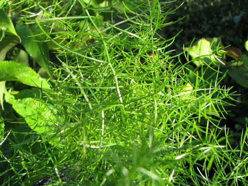 Asparagus verticillatus