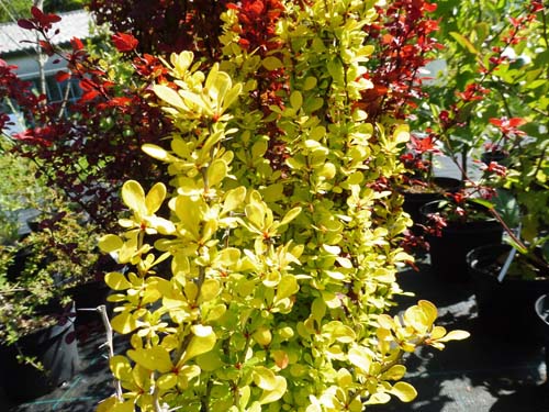 Berberis 'Golden Rocket'