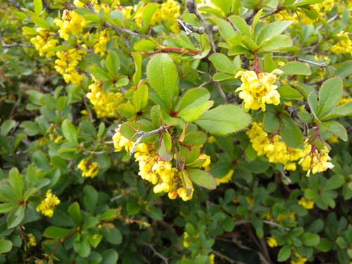 Berberis amurensis Berberis amurensis