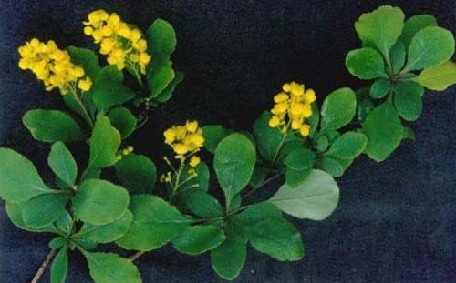Berberis anhweiensis