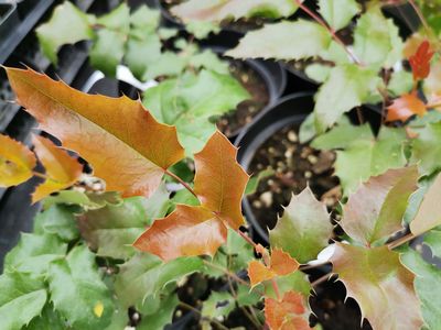 Berberis aquifolium