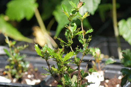Berberis darwinii