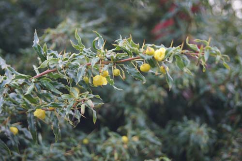 Berberis gagnepainii var.lanceolata