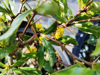 Berberis kawakami Berberis kawakami