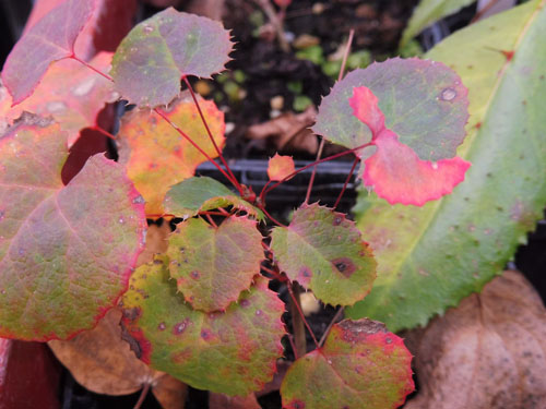 Berberis koreana Berberis koreana