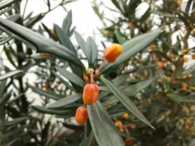 Berberis linearifolia 'Orange King'