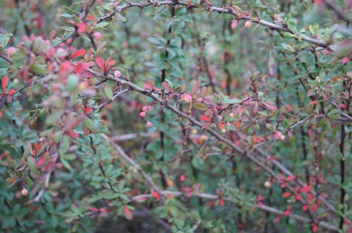 Berberis lycium Berberis lycium