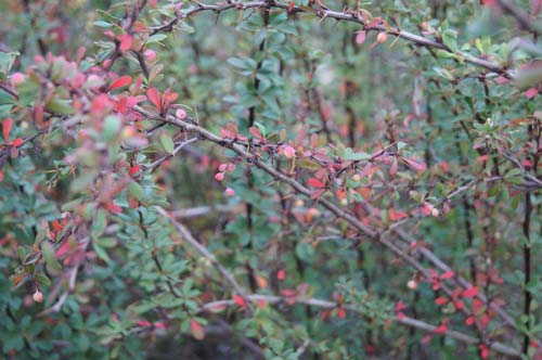 Berberis lycium