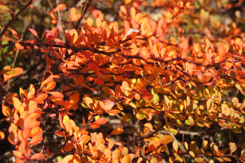 Berberis mitifolia