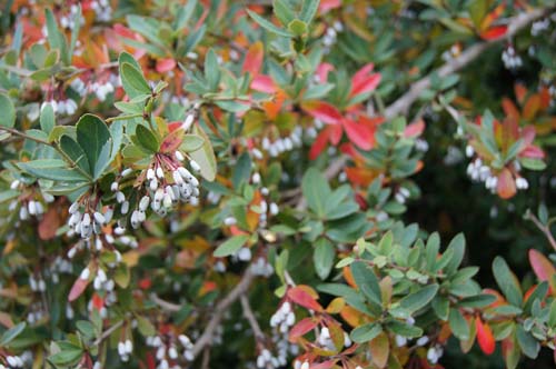 Berberis pruinosa