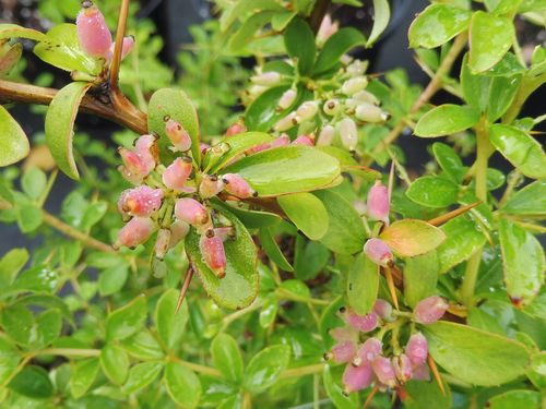 Berberis temolaica