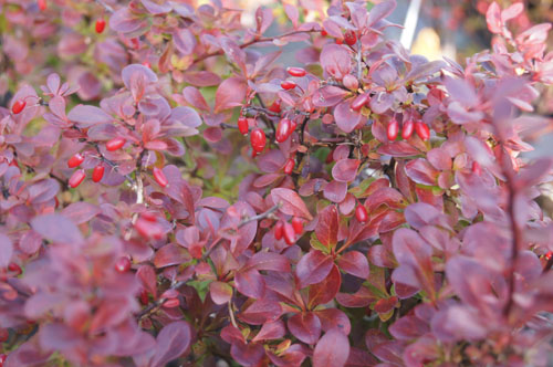 Berberis 'Atropurpureum Nana' Berberis 'Atropurpureum Nana'
