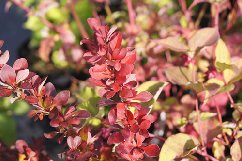 Berberis 'Red Rocket'