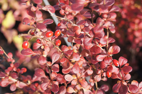 Berberis 'Rosy Rocket'
