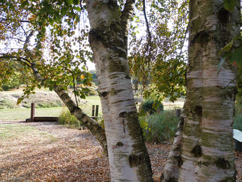 Betula albosinensis var. septentrionalis