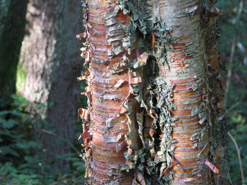 Betula albosinensis Betula albosinensis