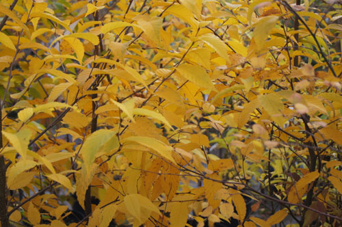 Betula alleghaniensis