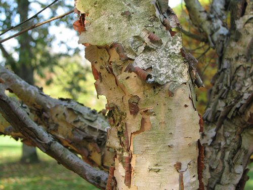 Betula dahurica Betula dahurica