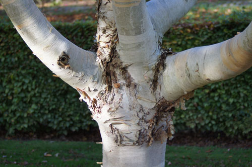 Betula ermanii Betula ermanii