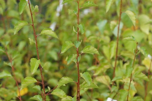 Betula fontinalis