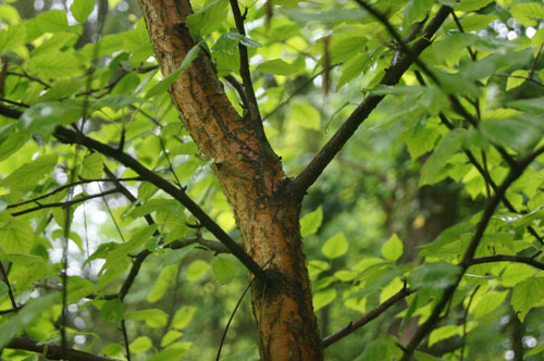 Betula fusca