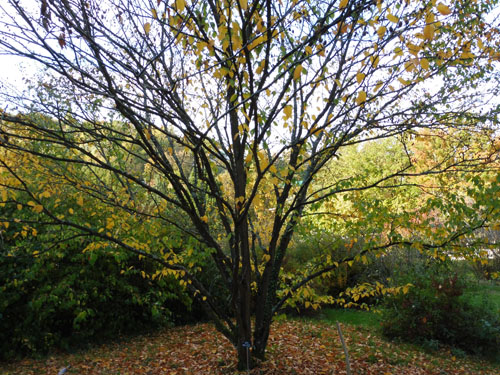Betula grossa Betula grossa