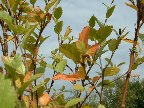 Betula humilis