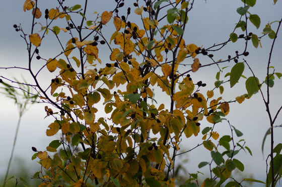 Betula lenta uber Betula lenta uber