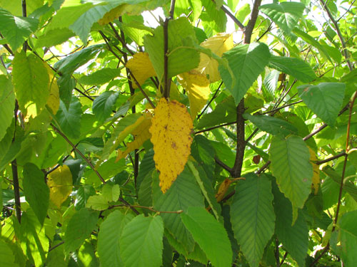 Betula lenta Betula lenta