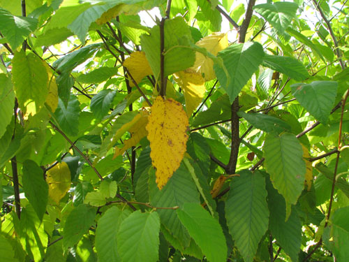 Betula lenta